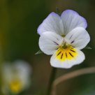 Tiny violet